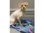 Adopt Ken a White Jack Russell Terrier / Mixed dog in Philadelphia
