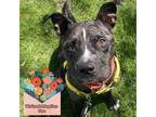 Adopt Pablo a Black American Pit Bull Terrier / Mixed dog in Baltimore