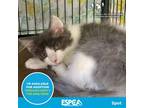 Adopt Spot a Gray or Blue Domestic Longhair / Mixed cat in Enid, OK (38585749)