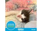 Adopt Streak a Gray or Blue Domestic Longhair / Mixed cat in Enid, OK (38585748)