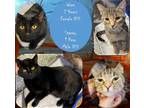 Adopt Wren a All Black Domestic Shorthair / Domestic Shorthair / Mixed cat in