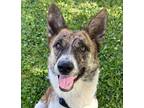 Adopt Peter a Brindle Border Collie / Mixed dog in Wenatchee, WA (38480119)