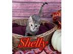 Adopt Shelly a Brown or Chocolate Domestic Shorthair / Domestic Shorthair /