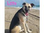 Adopt LOVE a Mixed Breed (Medium) / Mixed dog in Palm City, FL (38683957)