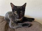 Adopt VICTORIA a Spotted Tabby/Leopard Spotted Domestic Shorthair / Mixed cat in