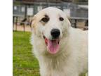 Adopt Doc a Brown/Chocolate Anatolian Shepherd / Mixed dog in Waco