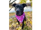 Adopt Cola a Black Mixed Breed (Medium) / Mixed dog in Binghamton, NY (38043795)