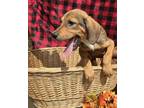Adopt Havarty a Tan/Yellow/Fawn - with Black Hound (Unknown Type) / Mixed dog in