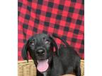 Adopt Luna a Black - with White Hound (Unknown Type) / Mixed dog in Appomattox