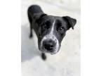Adopt Daisey a Black American Pit Bull Terrier / Mixed dog in Reidsville