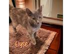 Adopt Elyse (Keaton) a Domestic Shorthair / Mixed (short coat) cat in Port