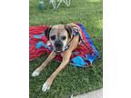 Adopt Barlow a Tan/Yellow/Fawn Boxer / Mixed dog in Austin, TX (38336960)