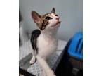 Adopt Fifi a Domestic Mediumhair / Mixed (short coat) cat in Buford