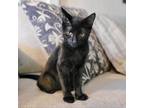 Adopt Pinwheel a All Black Domestic Shorthair / Mixed cat in Wichita