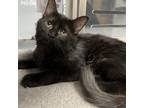 Adopt Sebastian a All Black Domestic Shorthair / Mixed cat in Jupiter