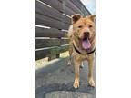 Adopt August a Tan/Yellow/Fawn German Shepherd Dog / Chow Chow dog in Anaheim