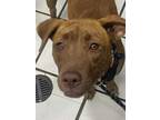 Adopt LENNON a Brown/Chocolate Mixed Breed (Medium) / Mixed dog in Fernandina