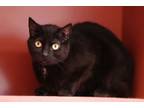 Adopt Jackie a All Black Domestic Shorthair / Domestic Shorthair / Mixed cat in