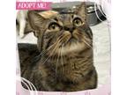 Adopt Purdy a Domestic Shorthair cat in Toms River, NJ (38724901)