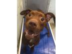 Adopt Milton a Brown/Chocolate Mixed Breed (Medium) / Mixed dog in Fernandina
