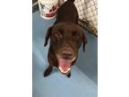 Adopt DUNCAN a Brown/Chocolate Mixed Breed (Medium) / Mixed dog in Fernandina