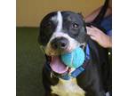 Adopt Rocky a Black Pit Bull Terrier / Mixed dog in West Palm Beach
