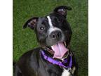 Adopt Silky a Black American Staffordshire Terrier / Mixed dog in West Palm