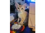 Adopt Raptie a Orange or Red Tabby Domestic Shorthair (short coat) cat in San