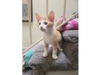 Adopt Fendi a Orange or Red Tabby Domestic Shorthair (short coat) cat in San