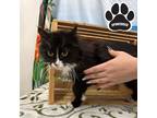 Adopt Aisling a All Black Domestic Longhair / Domestic Shorthair / Mixed cat in