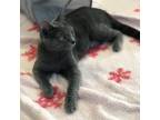 Adopt Sheva a Gray or Blue Domestic Shorthair / Mixed cat in Easton