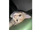 Adopt Mouse a Orange or Red Tabby Tabby / Mixed (long coat) cat in Auburn