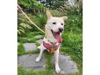 Adopt Jinju a White Labrador Retriever / Jindo / Mixed dog in Palisades Park