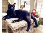 Adopt Apollo a All Black Domestic Shorthair (short coat) cat in Salem
