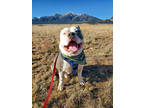 Adopt Tyson a White American Pit Bull Terrier / Mixed dog in Buena Vista