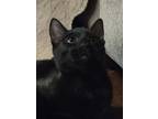 Adopt Midnight a All Black American Shorthair / Mixed (short coat) cat in Fort