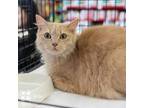 Adopt BriBri Williams a Tan or Fawn Tabby Domestic Mediumhair / Mixed cat in
