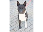 Adopt YoYo a Black Mixed Breed (Large) / Mixed dog in Fallston, MD (38618151)