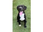 Adopt Sam Wise a Black Labrador Retriever / Mixed dog in Carrollton