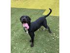 Adopt Hans a Black Labrador Retriever / Mixed dog in Carrollton, TX (38698036)