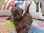 Chocolate SCOTTISH FOLDS