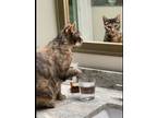 Adopt Piper a Tortoiseshell Domestic Shorthair / Mixed (short coat) cat in