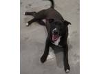 Adopt Tess a Black Mixed Breed (Medium) / Mixed dog in Farmington, NM (38467608)