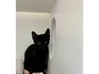 Adopt Goblin a All Black Domestic Shorthair / Domestic Shorthair / Mixed cat in