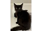 Adopt Ghost a All Black Domestic Mediumhair / Domestic Shorthair / Mixed cat in