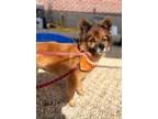 Adopt Polo a Red/Golden/Orange/Chestnut Pomeranian / Mixed dog in Columbia