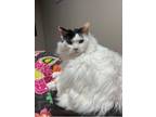 Adopt Misty a White (Mostly) Domestic Longhair / Mixed (long coat) cat in