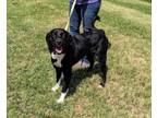 Adopt Buddy a Black Labrador Retriever / Mixed dog in Cleburne, TX (38710638)