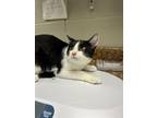Adopt Fuzz a All Black Domestic Shorthair / Domestic Shorthair / Mixed cat in