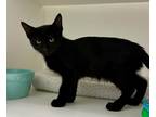 Adopt Corn a All Black Domestic Shorthair / Domestic Shorthair / Mixed cat in